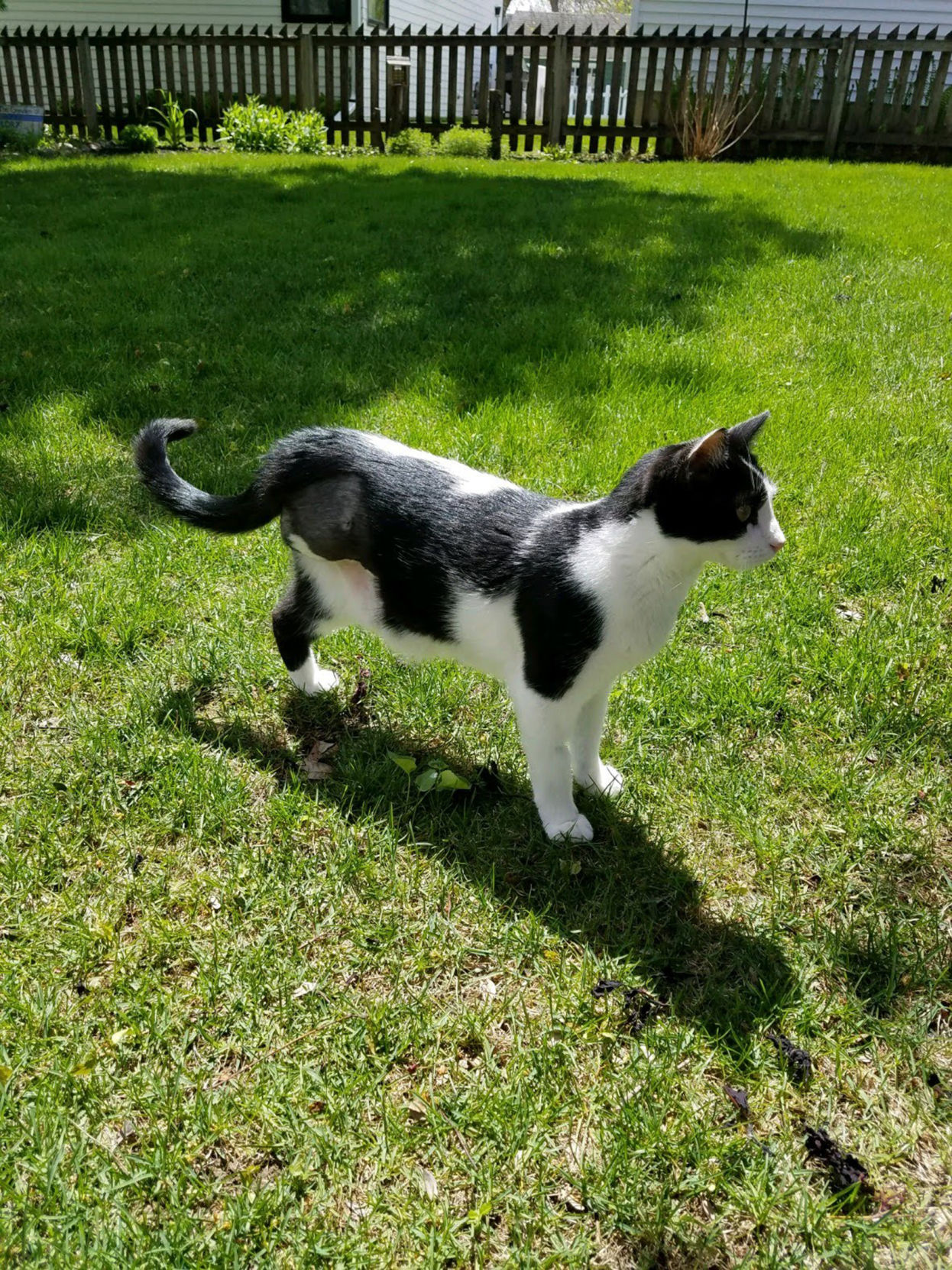Moochie the cat stands in lawn